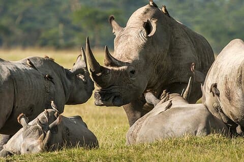 Visite d'une journée à Ol Pejeta et visite du rhinocéros blanc du Nord