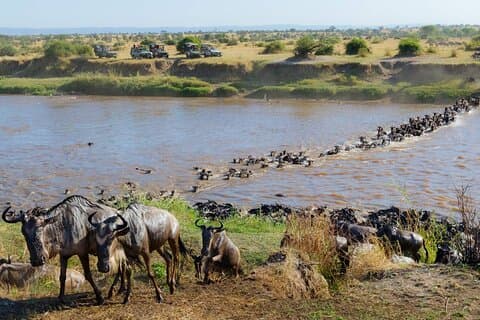 4 dias Grande Migração Serengeti Luxury Experience