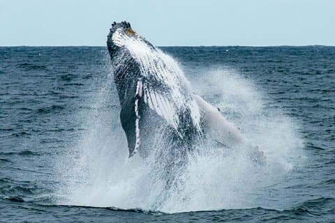 Hermanus whale observasjon og vinsmaking