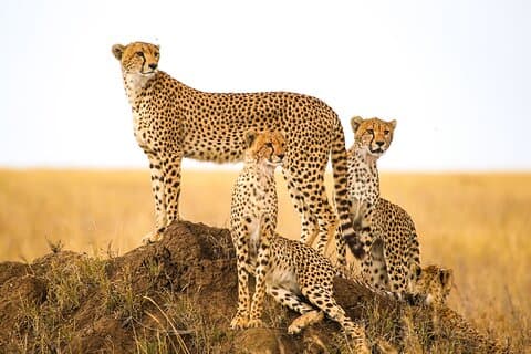 12 días Namibia en Plus | Self Drive Lodge