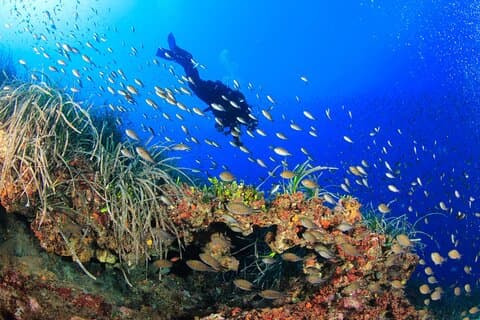 Bosa Diving Bautismo