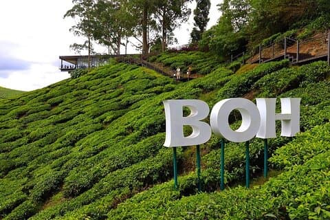 Cameron Highland Heldagstur från KL City Private Tour