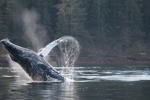 2 Hour Private Marine Wildlife Tour
