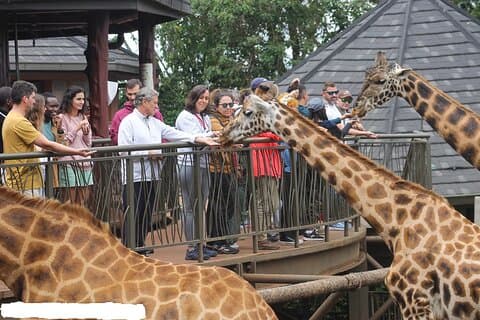Nairobi Giraffe Center Layover Tour with Pickup