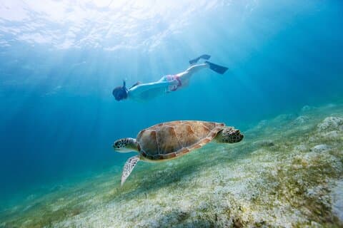 Soundside Cruiser Morning Snorkel & Dolphin Adventure