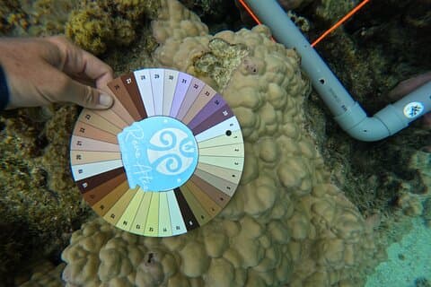 Reef Exploration With Reva Atea Participatory Science
