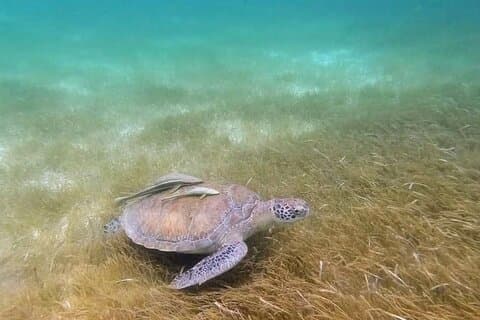 Schnorcheln mit Meeresschildkröten und Cenote Abenteuer