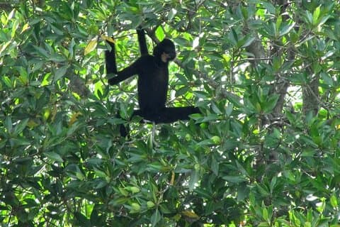 Private Monkey Island og Mangrove Discovery Tour