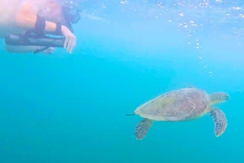Zwemmen met zeeschildpadden in San Juan Waterscooter Snorkelen