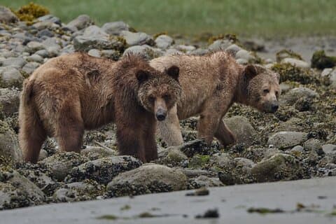 Bear Adventure in Spring