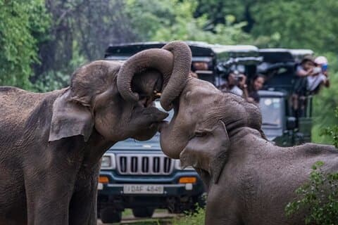 Udawalawe Jeep Safari fra Bentota Aluthgama Berawula området