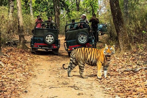 Chitwan Jungle Safari 3-daagse tour