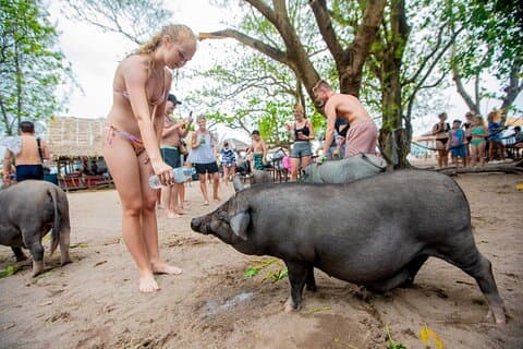 Koh Samui Pig Island Snorkeling par bateau privé à longue queue