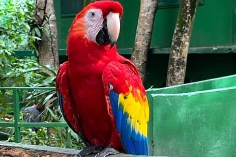 Private Roatan Monkey Sloth Birds Chocolate Rum Local Guide