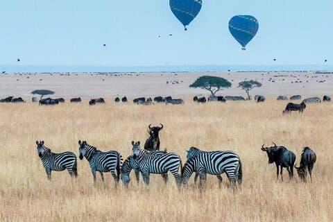 Restauranter i nærheten av Manyara, Serengeti, Ngorongoro & Tarangire Safari