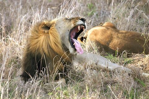 1 dagtrip naar Mikumi National Park vanuit Dar es Salaam