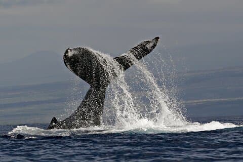 Whale Watch Excursion från Big Island