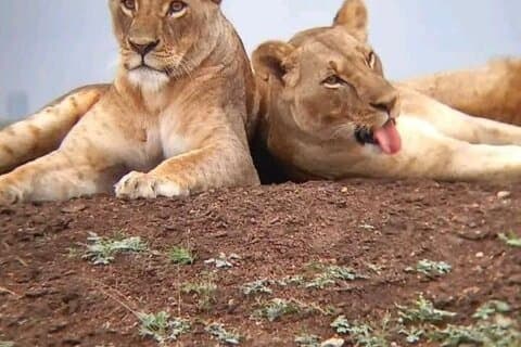 Private Day Tour to Tsavo East Park from Mombasa