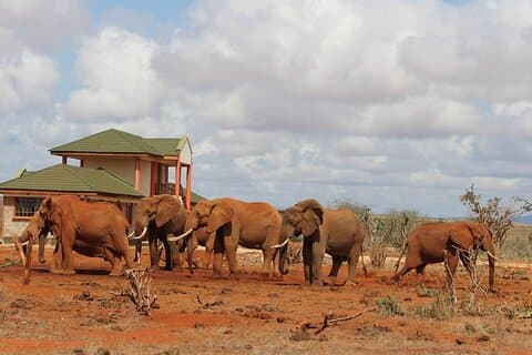 Tsavo Express 3Days/ 2Nights ( Comfort)