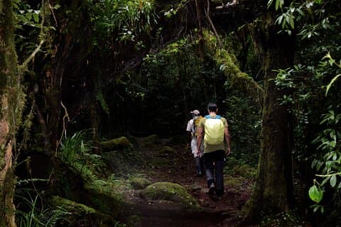 Kilimanjaro Day Hike: Marangu Route eller Machame Route