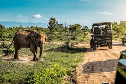 Privat tur fra Ella til Mirissa med Udawalawe Safari