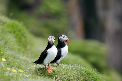 Puffin Watching and Gufufoss Waterfall Tour from Seydisfjordur