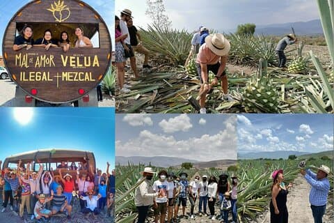 Una aventura para los sentidos: Mezcal, campos y artesanías.