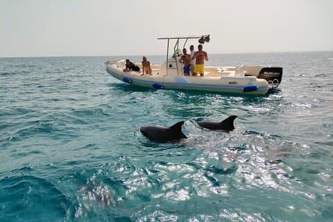 Privétour dolfijnen spotten met snorkelen & Orange Bay Island