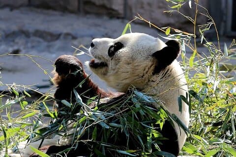 BJ Private Tour - Temple of Heaven, panda hus og sommerpalass