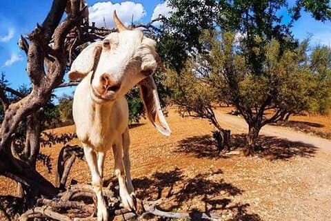 Meeting the Acrobatic Goats and Crocoparc tickets