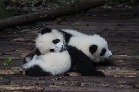 Private Zhujiajiao Water Town Tour with Shanghai Zoo and Panda