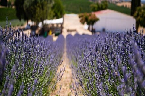 Lavender Farm U-Pick Day Pass