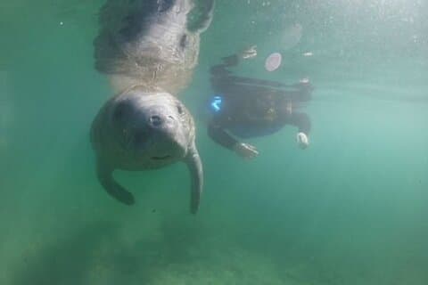 Private Manatee Snorkel Tour with FREE Photo Package