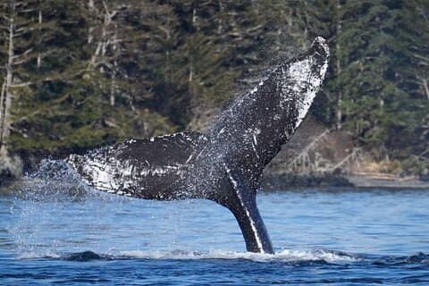 A Comfortable Sitka Whale Watching Wildlife Shore Excursion