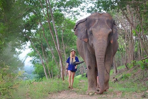 Visite du sanctuaire des éléphants verts de Bangkok et Pattaya