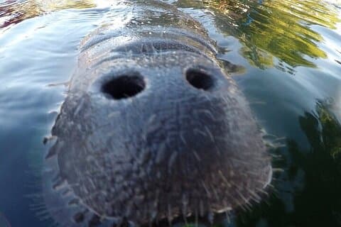 3 timers guidet Manatee snorkling