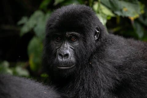 エンテベ発ブウィンディ・インペネトラブル国立公園ガイド付き5日間ツアー