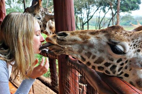 Nairobi Airport Layover Tour Centro de Girafas