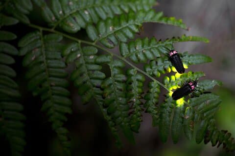 Nighttime Forest Firefly Hike