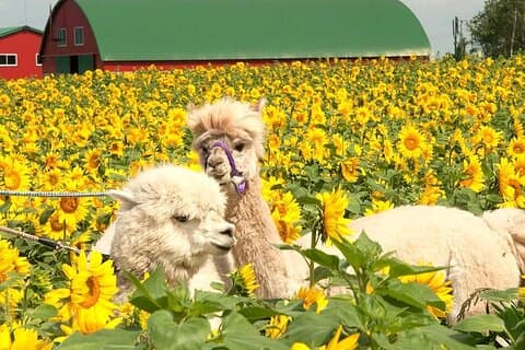 Hokkaido, Asahikawa Zoo Klassische Tagestour mit optionalem Snomobil