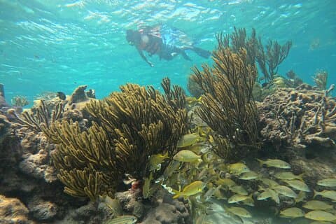 Snorkel en el Arrecife 2 HORAS Parque Nacional Puerto Morelos
