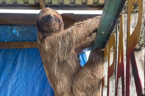 サルとナマケモノ、プライベートツアー、ビーチ