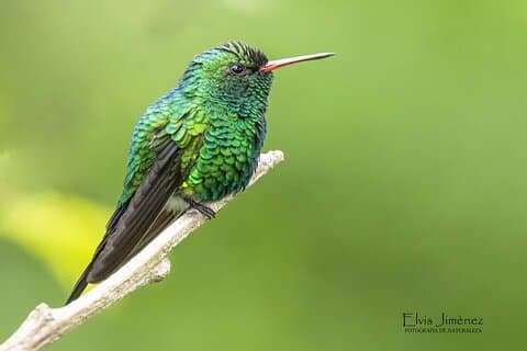 Private Birdwatching Tour med en guide i Cozumel