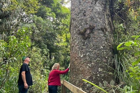 Excursion d'une journée dans la FORÊT DE WAIPOUA Tane Mahuta et le MUSÉE KAURI au départ d'Auckland