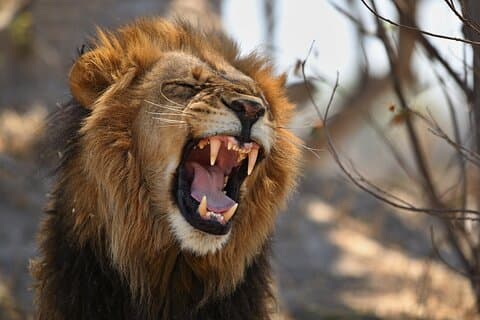 Nairobi nationalpark och giraffcenter: Gratis Wi-Fi-anslutning