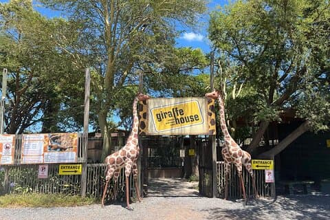 Kaapstad: Cheetah Experience en Giraffe Bezoek met Wijnproeverij