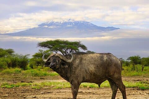 2 dager Amboseli Safari-eventyr fra Nairobi Classic Game Drives