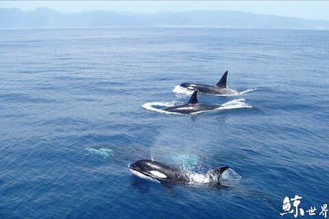 Taiwan Hualien Whale Watching Dolphin