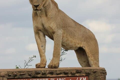 Visite du parc national de Nairobi et expérience de déjeuner de carnivores
