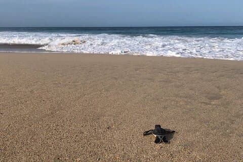 Turtle Tales of Pulau Banyak